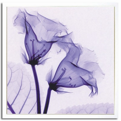 Steven N.Meyers アートフレーム ジェイアイジー(JIG) Gloxinia 【送料無料】