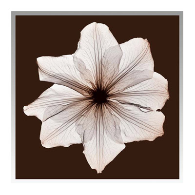 Steven N.Meyers アートフレーム ジェイアイジー Ruffled Tulip ISM14278 【送料無料】