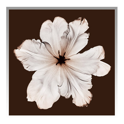 Steven N.Meyers Aタイプ アートフレーム ジェイアイジー Ruffled Tulip 【送料無料】