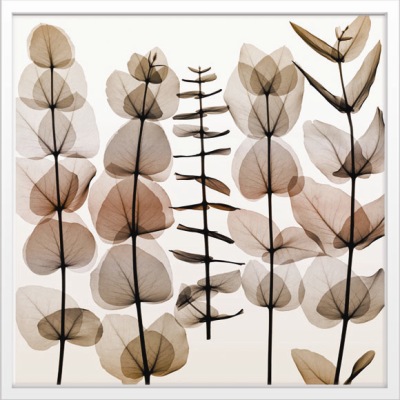 Steven N.Meyers アートフレーム ジェイアイジー(JIG) Eucalypti2 【送料無料】