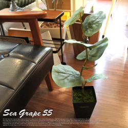 シーグレープ55　光触媒　イミテーショングリーン