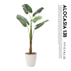 くわず芋1.35(alocasia odora) 光触媒 イミテーショングリーン 送料無料
