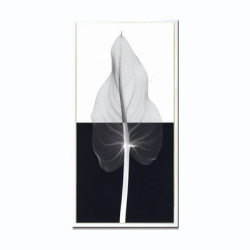 Steven N.Meyers アートフレーム ジェイアイジー Calla leaf2(S) 【送料無料】