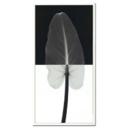 Steven N.Meyers アートフレーム ジェイアイジー(JIG) Calla leaf1(S) ISM14117  【送料無料】