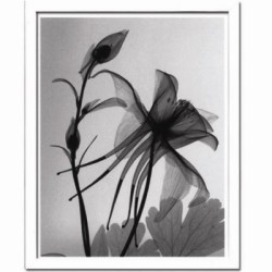 Steven N.Meyers アートフレーム (JIG) Columbine2 ISM14210 【送料無料】