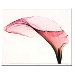 Steven N.Meyers アートフレーム ジェイアイジー(JIG) Giant Calla 【送料無料】