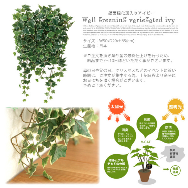 壁面緑化斑入りアイビー 光触媒 イミテーショングリーン デザイナーズ