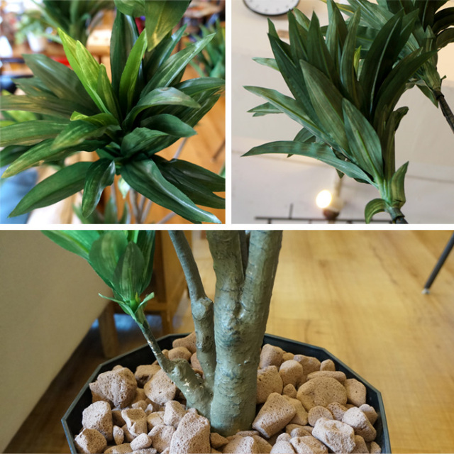 ドラセナコンパクタ 1．6 光触媒 イミテーショングリーン デザイナーズ