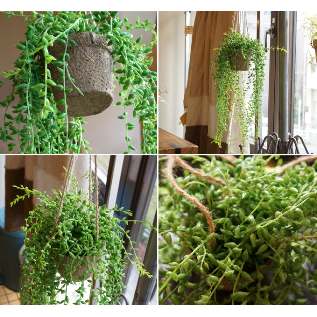 グリーンネックレスハンギング ダイアモンド触媒 デザイナーズ家具