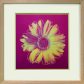Andy Warhol Daisy c.1982 アートフレーム 4種 ラフィナート Daisy, c.1982 (fuchsia & yellow)