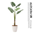 くわず芋1.35(alocasia odora) 光触媒 イミテーショングリーン 送料無料