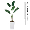 くわず芋1.4(alocasia odora) 光触媒 イミテーショングリーン 送料無料