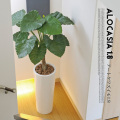 アートくわず芋1.8(alocasia odora) 光触媒 イミテーショングリーン 送料無料