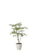 アーモンドM1.25 光の楽園 光触媒 フェイクグリーン 2630A450 アートクリエイション