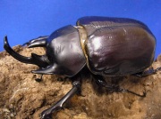 アクティオンゾウカブト　初２令幼虫　単品