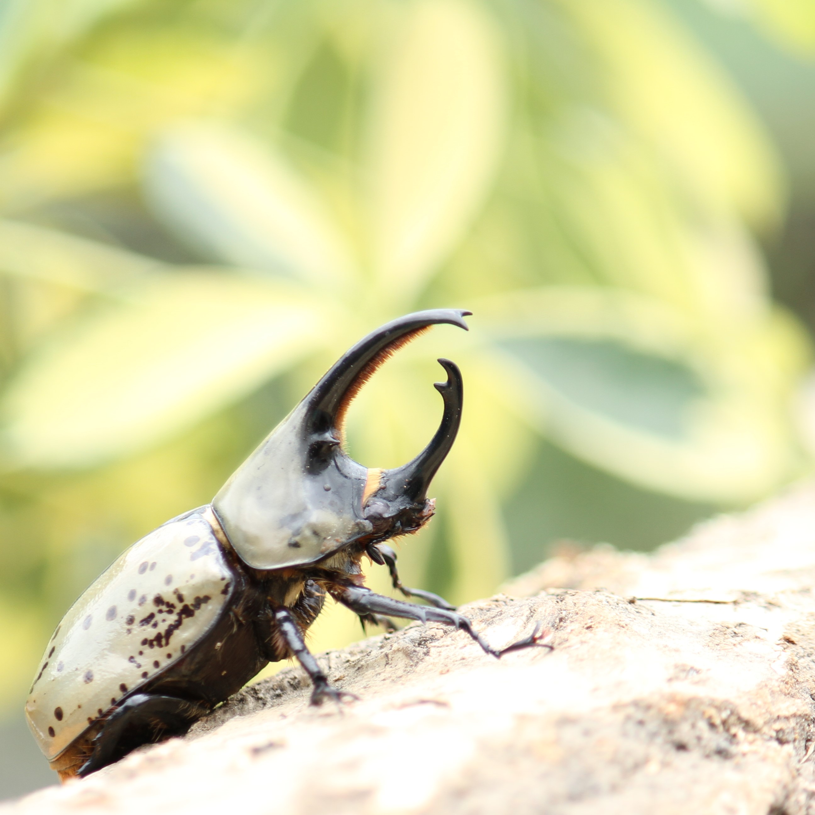 グラントシロカブト成虫ペア