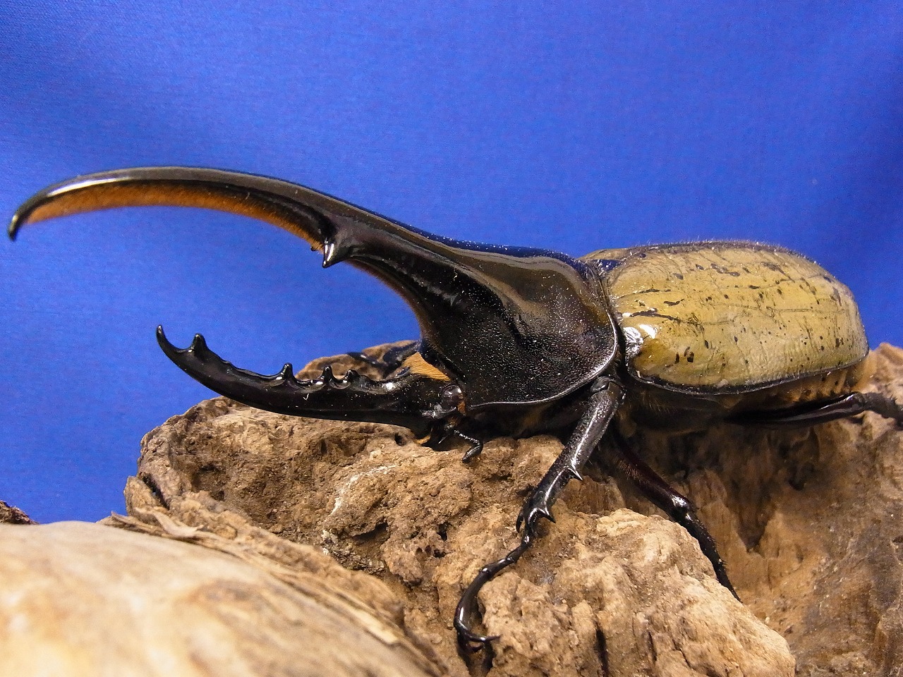 ヘラクレスヘラクレス初2令幼虫　