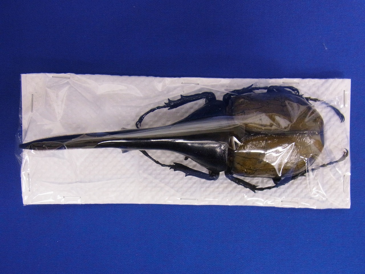 標本用 ヘラクレスヘラクレス154ミリup Big Horn 関西カブクワ販売 株式会社 株式会社miku 運営