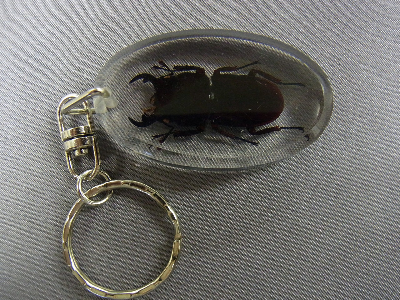 本物昆虫キーホルダー　ヒラタクワガタ　