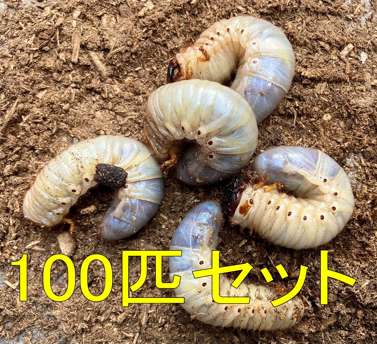 国産カブトムシ3令幼虫 100匹セット