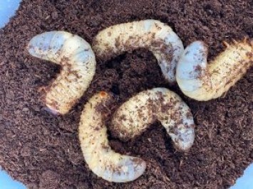 国産カブトムシ　3令幼虫　10匹セット