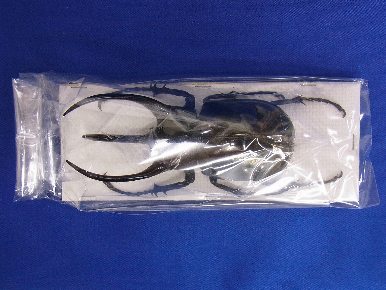 (標本用）コーカサスオオカブト122ミリ　A2品