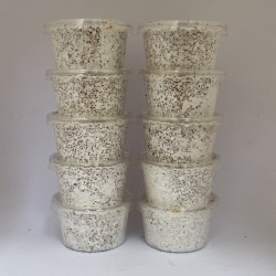 菌糸プリンカップ60ｃｃ　10個セット