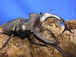 アクベシアヌスミヤマクワガタ成虫オス単品