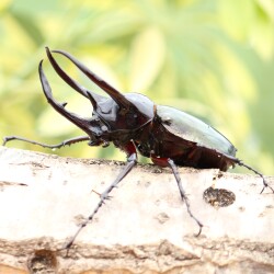 コーカサスオオカブト　成虫ペア