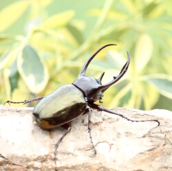 コーカサスオオカブト3令幼虫ペア　今ならカブト専用マット10L1袋付