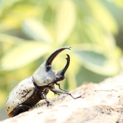 グラントシロカブト成虫ペア