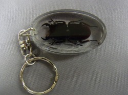 本物昆虫キーホルダー　ヒラタクワガタ　