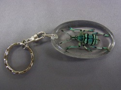 本物昆虫キーホルダー　ホウセキゾウムシ　