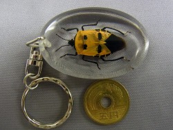 本物昆虫キーホルダー　人面カメムシ　