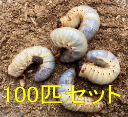 国産カブトムシ3令幼虫 100匹セット