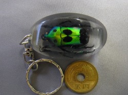 本物昆虫キーホルダー　カナブン　