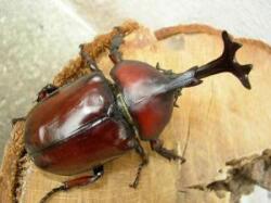 国産カブトムシ 　成虫ペア