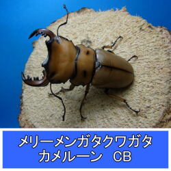 メリーメンガタクワガタ成虫ペア