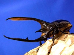 ネプチューンオオカブト初２令幼虫 単品