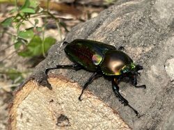 ニジイロクワガタメス２匹セット