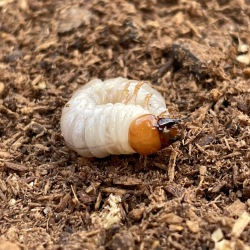 オオクワガタ初2令幼虫 単品 香川産 800ｃｃ菌糸ボトル付き オオヒラタケ菌