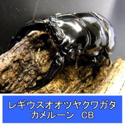 レギウスオオツヤクワガタ　ペア