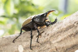 ヘラクレスレディ3令幼虫ペア　今ならカブト専用マット10L1袋付。