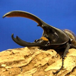 ヘラクレスリッキー3令幼虫ペア　今ならカブト専用マット10L1袋付。