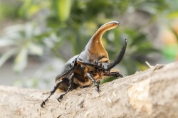 サタンオオカブト3令幼虫ペア　今ならカブト専用マット10L1袋付