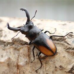 セアカフタマタクワガタ成虫ペア　WILD品