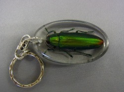 本物昆虫キーホルダー　タマムシ　