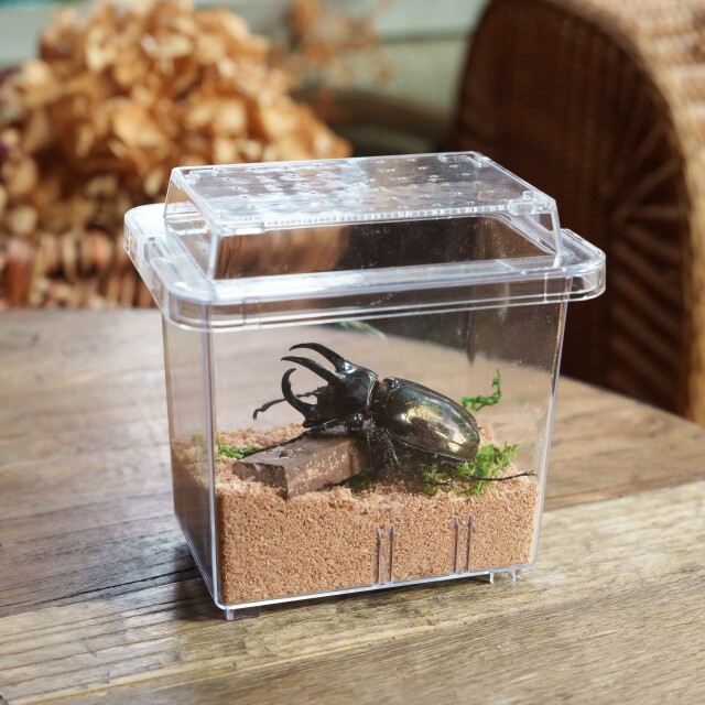 アトラスオオカブト成虫♂単品 コバエさよなら飼育ケースミニ入り