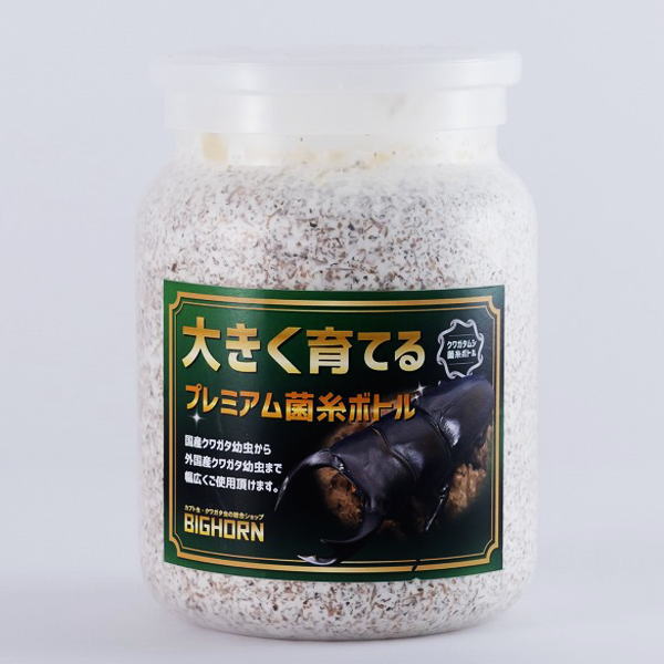 オオクワガタ初2令幼虫 単品 800cc菌糸ボトル入り オオヒラタケ菌
