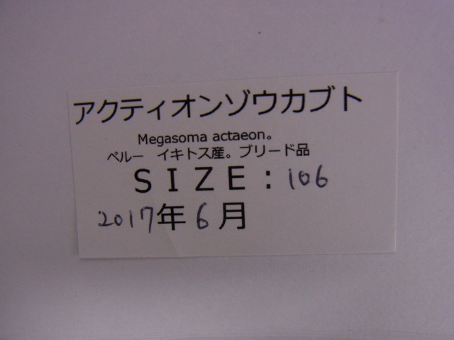標本用）アクティオンゾウカブト106ミリUP
